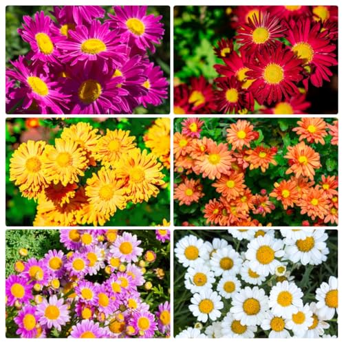 2000+ Pyrethrum Seeds Non-GMO Mosquito Plant Seeds Natural Mosquito Repellent for Garden Patio Ideal for Home Gardeners & Outdoor Enthusiasts Tanacetum Chrysanthemum Pyrethrum Daisy