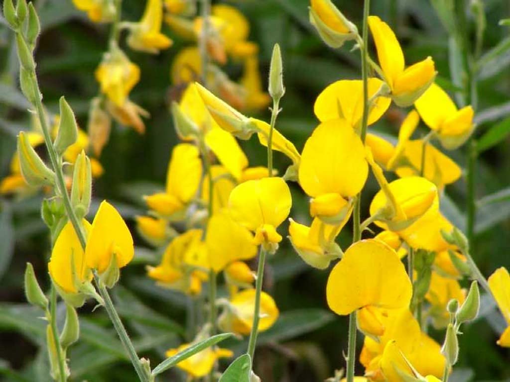 OhhSome Butterfly Chedi/Kilukkam Petti (Crotalaria Retusa) Evergreen Shrub Live Plant (Healthy Live Plant) (B09SD8DJWL) Amazon Price History, Amazon Price Tracker