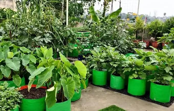 Image of Kingwell Plant Grow Bags 12x12 inch pack of 10, Bags for Plants Gardening Home, Grow Bags for Terrace Gardening