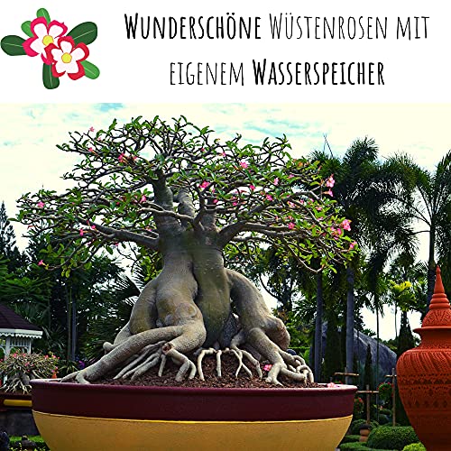 Außergewöhnliche Bonsai Samen mit hoher Keimrate - Pflanzen Samen Set für deinen eigenen Bonsai Baum (1x Wüstenrose)