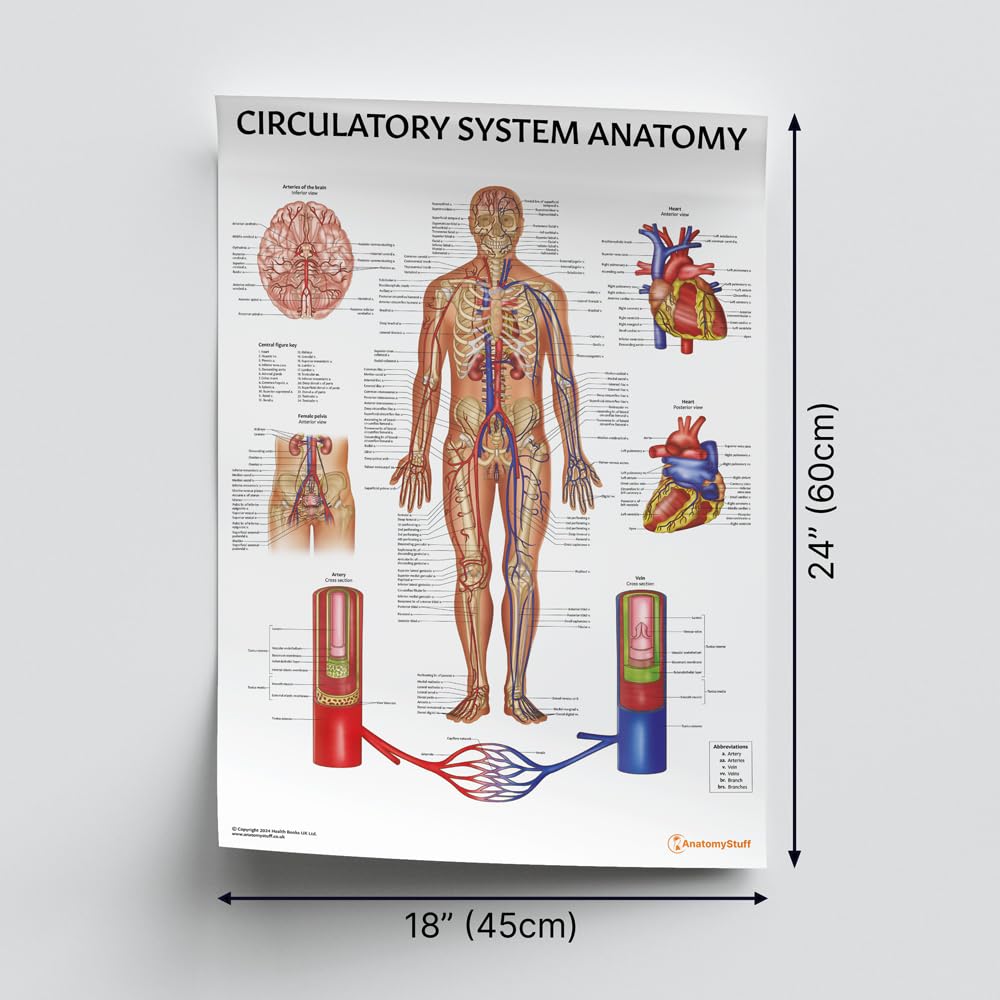 Tableau d'anatomie du système circulatoire, 45 x 60 cm, approvisionnement vasculaire, artères et veines, corps humain, anatomie humaine
