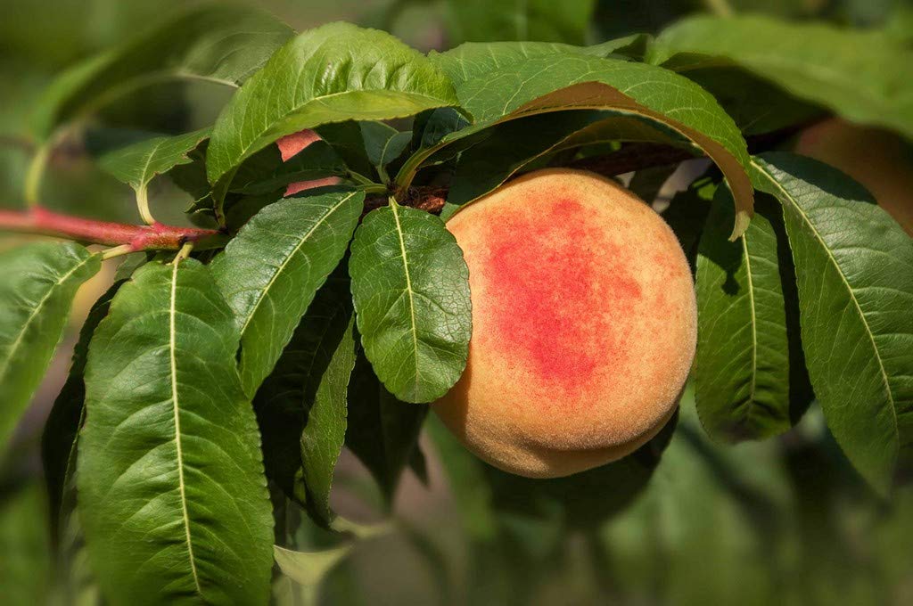 OhhSome Peach Fruit Plant (B09N9BMCSP) Amazon Price History, Amazon Price Tracker