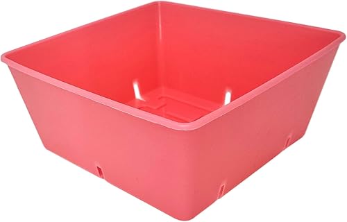 Miniatura 10 de Bootstrap Farmer 5 x 5 bandejas de semillas extra fuertes, paquete de 40 unidades, color negro, cultivo de microverdes, semillas de pasto de trigo,