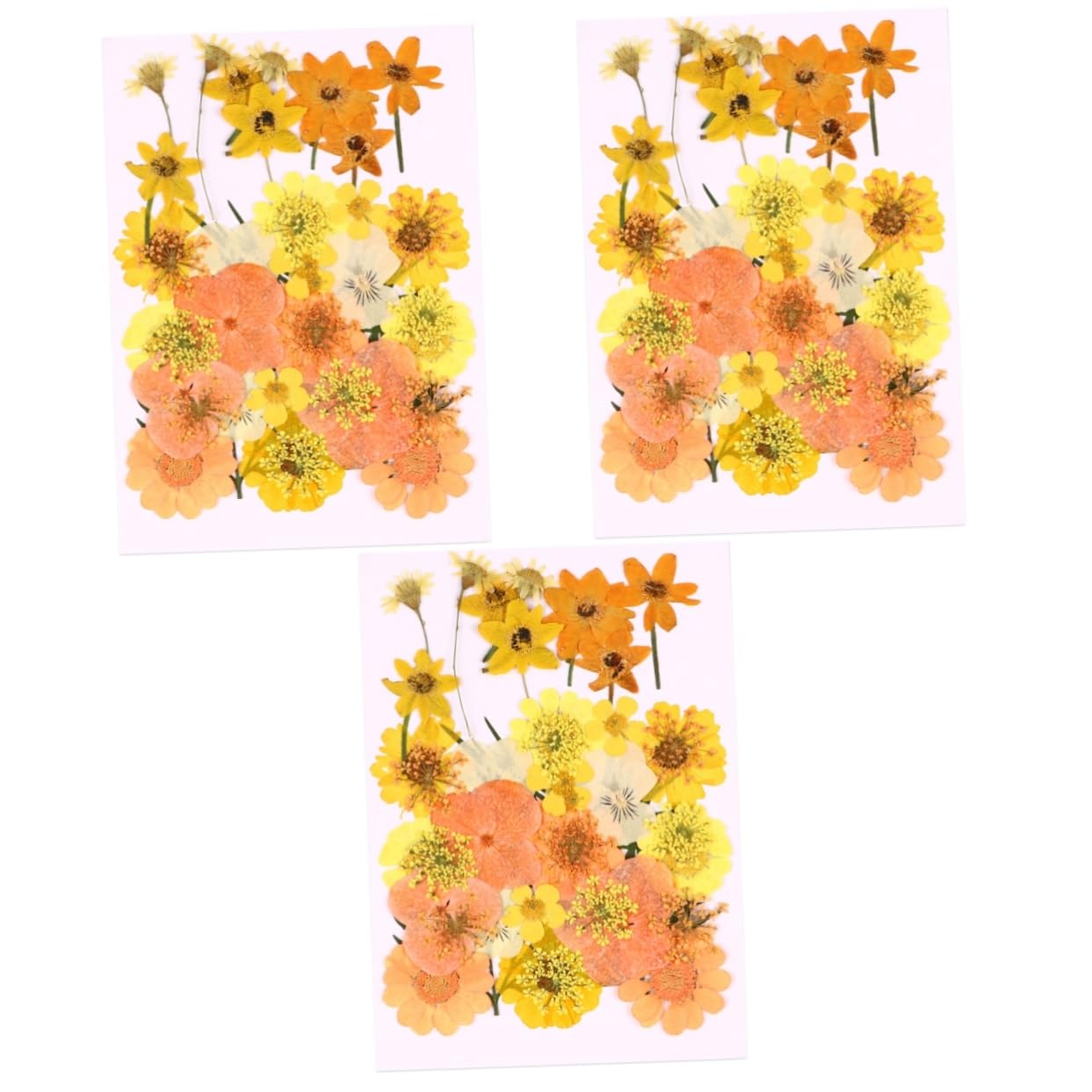 Matériaux Décoratifs Fleurs Pressées Orange HOMSFOU d'Excellence Botanique pour l'Art du DIY