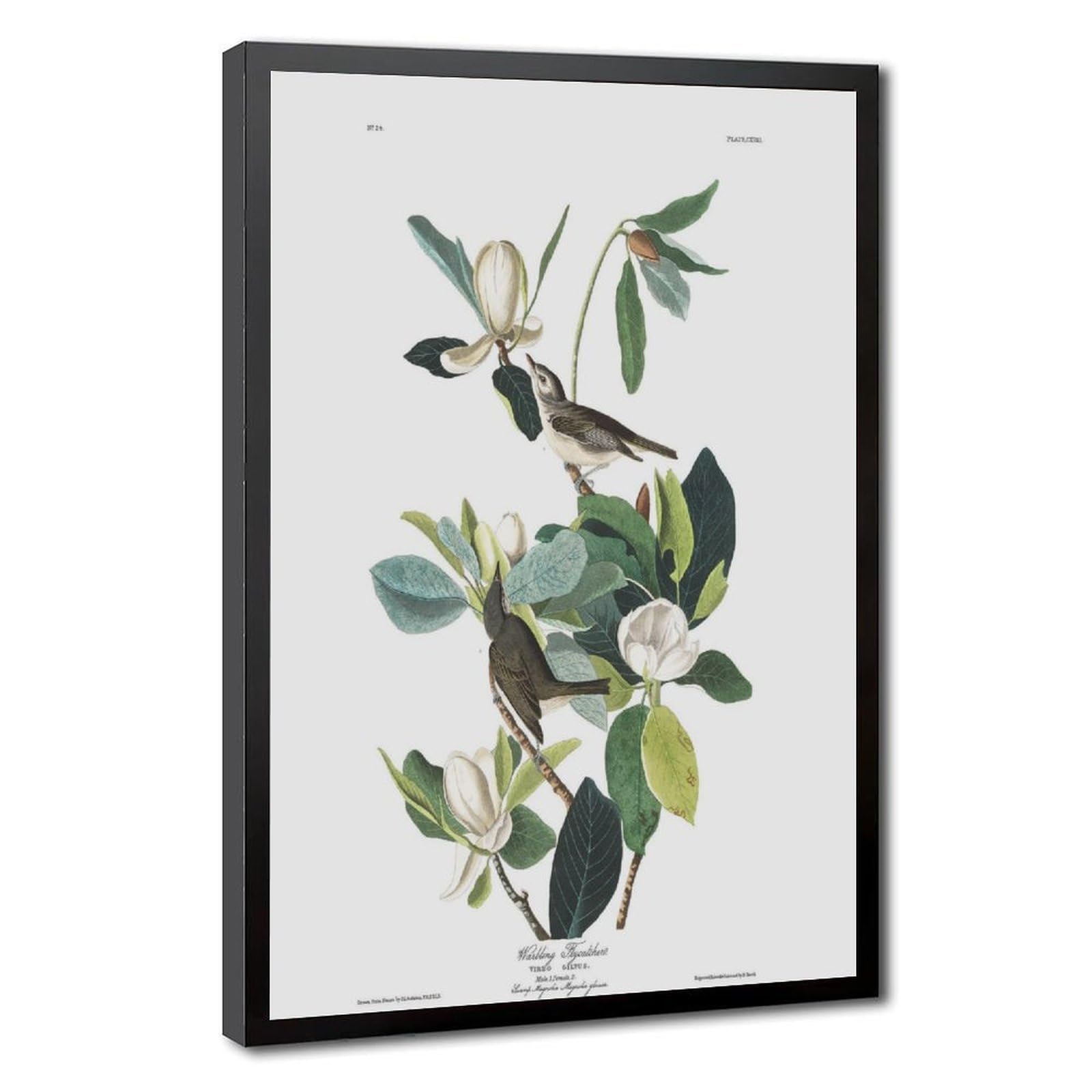 WCYB Warbling Flycatcher by John James Audubon Prints Posters Canvas Deco Paintings Wall Art For Office Hangable Frame 8" L X 12" W