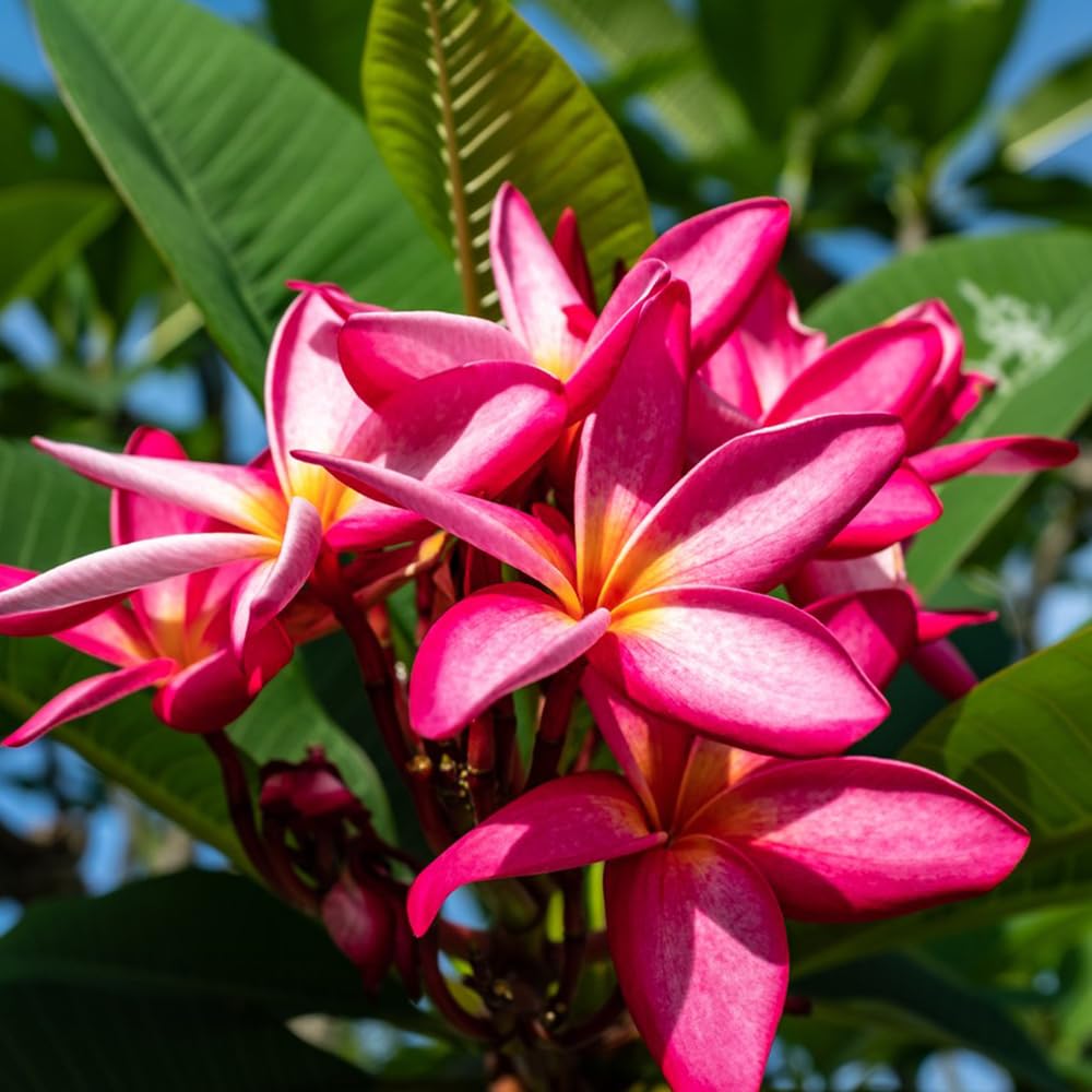 frangipani,itos el jardín,coloridos.Plantasresistentes,de.Plantasde interior Propagación semillas,decoraciones jardines al aire libre.50Semilla