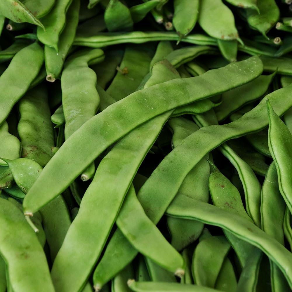 Climbing French Bean Vitalis Seeds – Early Diseases Resistant Beans with Very Tasty Stringless Pods – for Your Beautiful Kitchen Garden — image 1