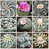 Portal Cool 10 Semillas Lophophora Mix Mezcla, suculentas, mezcla de semillas Cactus