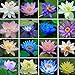 25 Dwarf Lotus Seeds Mixed Colors Aquatic Water Garden indoor/outdoor