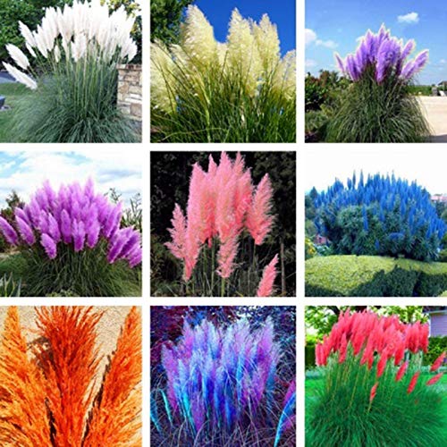 300 Stück Pampasgras-Samen, Pflanze, Heimbüro, Ornament, Garten, Bonsai, DIY-Dekoration für Frauen, Männer, Kinder, Anfänger, Gärtner, Geschenk, Gelb - Image 3