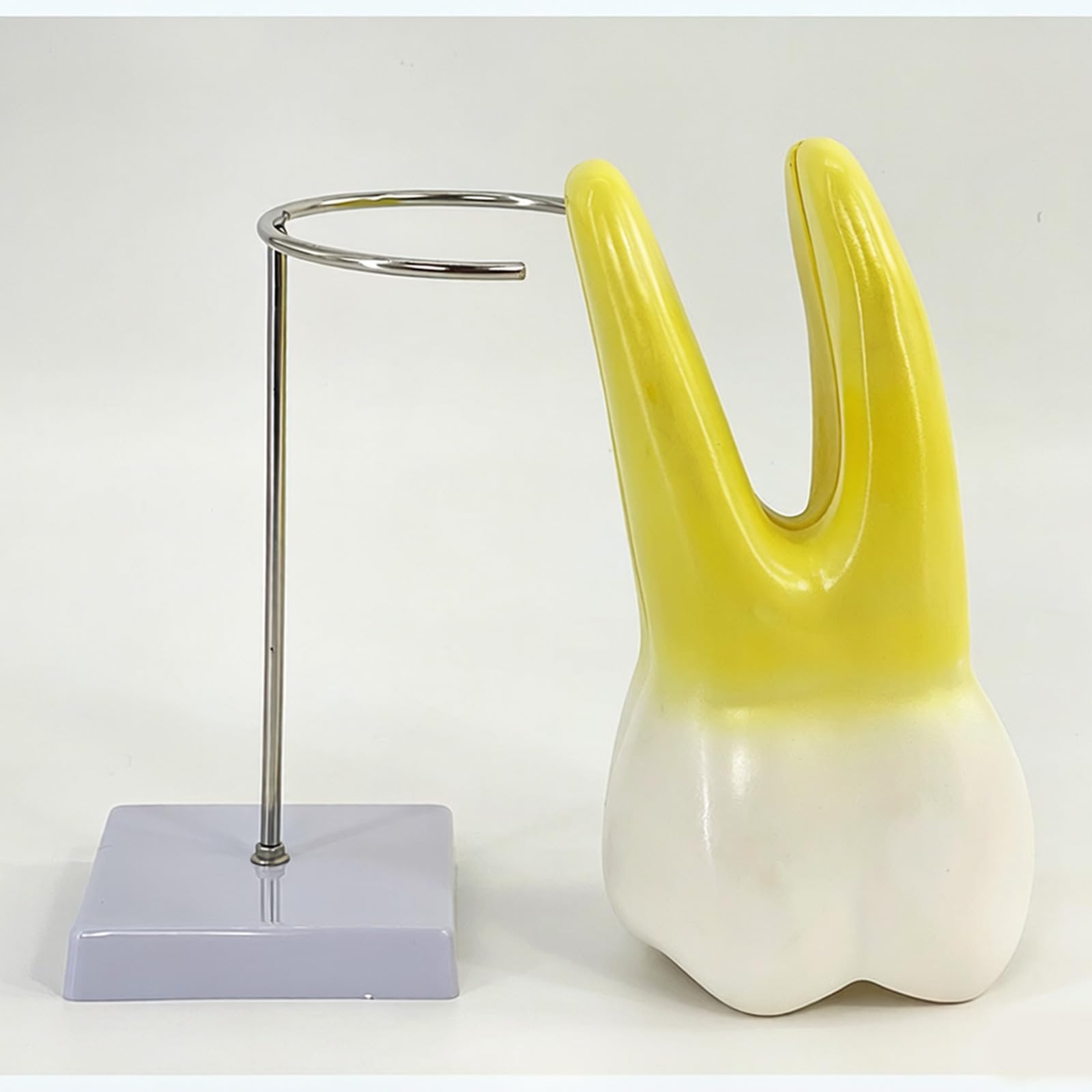Modello didattico molare Modello anatomico anatomia dei denti molari per uso da parte studenti medicina con struttura robusta e formazione odontoiatrica base