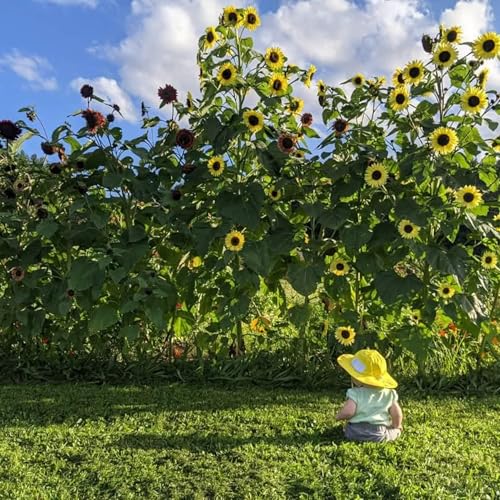 『Pondering Parenthood』のカバーアート