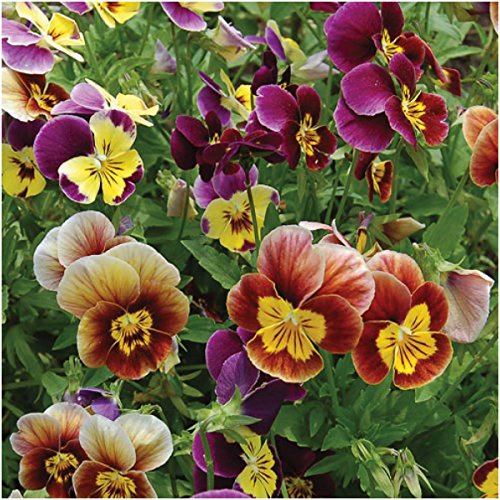 Seed Needs, Bambini Blend Viola Seeds For Planting (Viola Cornuta) Single Package Of 600 Seeds - Heirloom & Open Pollinated #TOP1