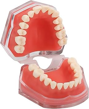 Amazon.co.jp: Cilevizy歯列模型 歯科モデル 歯が取り外し可能モデル