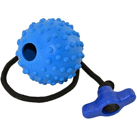 ray allen dog training