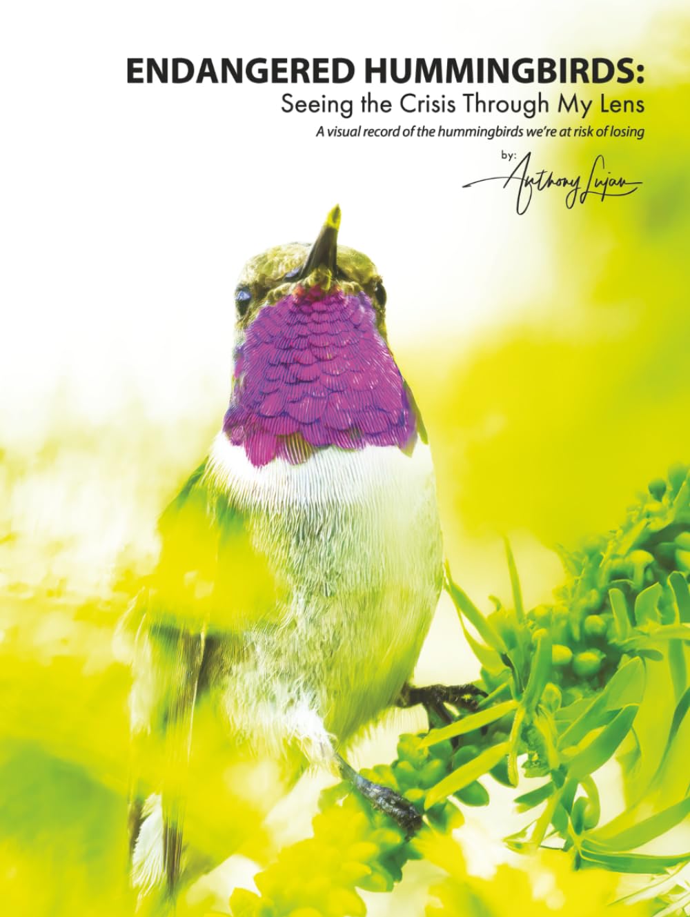 Endangered Hummingbirds: Seeing the Crisis Through My Lens