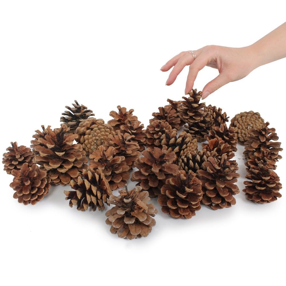 Set de 2kg de Piñas Frescas el Adorno Perfecto para Navidad