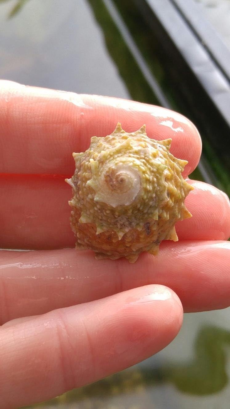 80 Cleaner Crew Mix Snails ONLY Stars,Nassarious, Astrae Turbo,Ceriths,Chestnuts Assorted REEF Safe