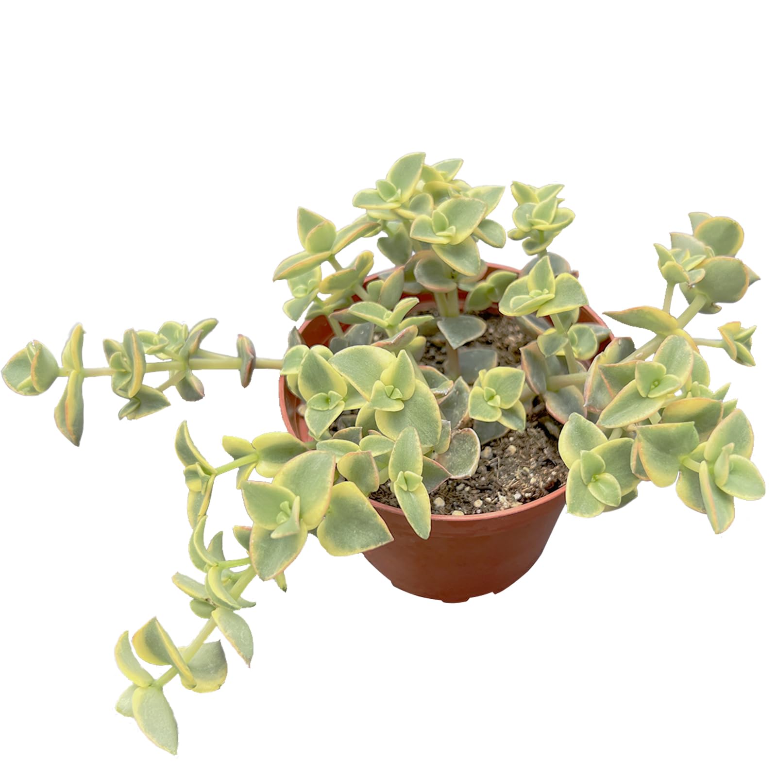 Amazon.com : Sprout N Green Crassula pellucida SSP marginalis f rubra, 4in  Live Succulent Fully Rooted with Soil Mix, Rare House Plant for Home  Holiday Wedding Garden Decor, DIY Projects, Party Favor :