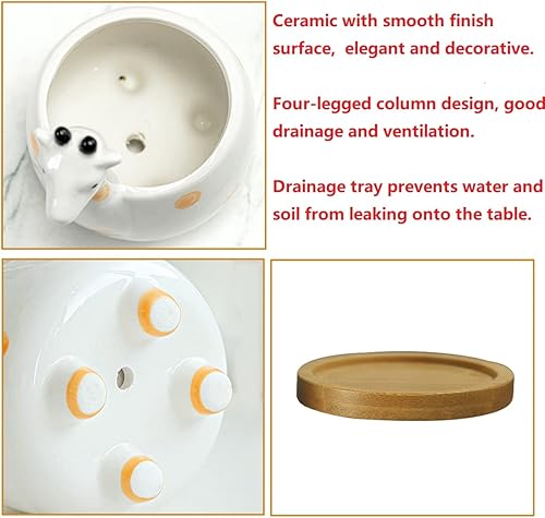 Miniatura 5 de GeLive Paquete de macetas suculentas de elefante y jirafa