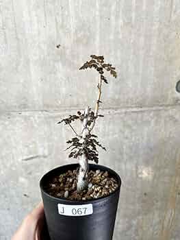 618y0FuSEsL._AC_UF350,