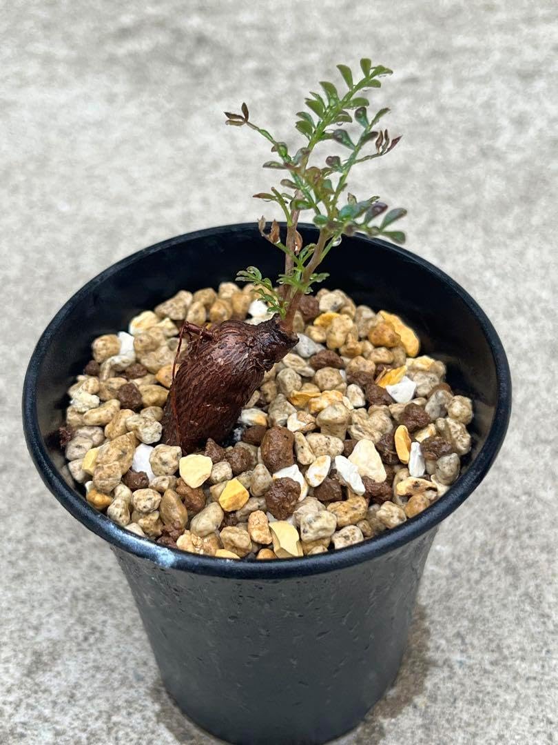 バオバブ　沖縄実生　塊根　灌木　オペルクリカリア バオバブ 沖縄実 塊根 灌木 オペルクリカリア オペルクリカリア