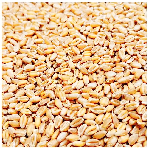 Petigi 5-30 kg Grain Graines de Blé Aliments pour Animaux Poulet Volaille