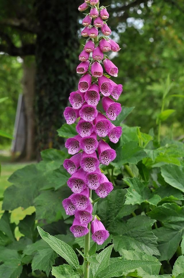 SVG® Foxglove Flower Seeds for Home and Gardening Pack of 100
