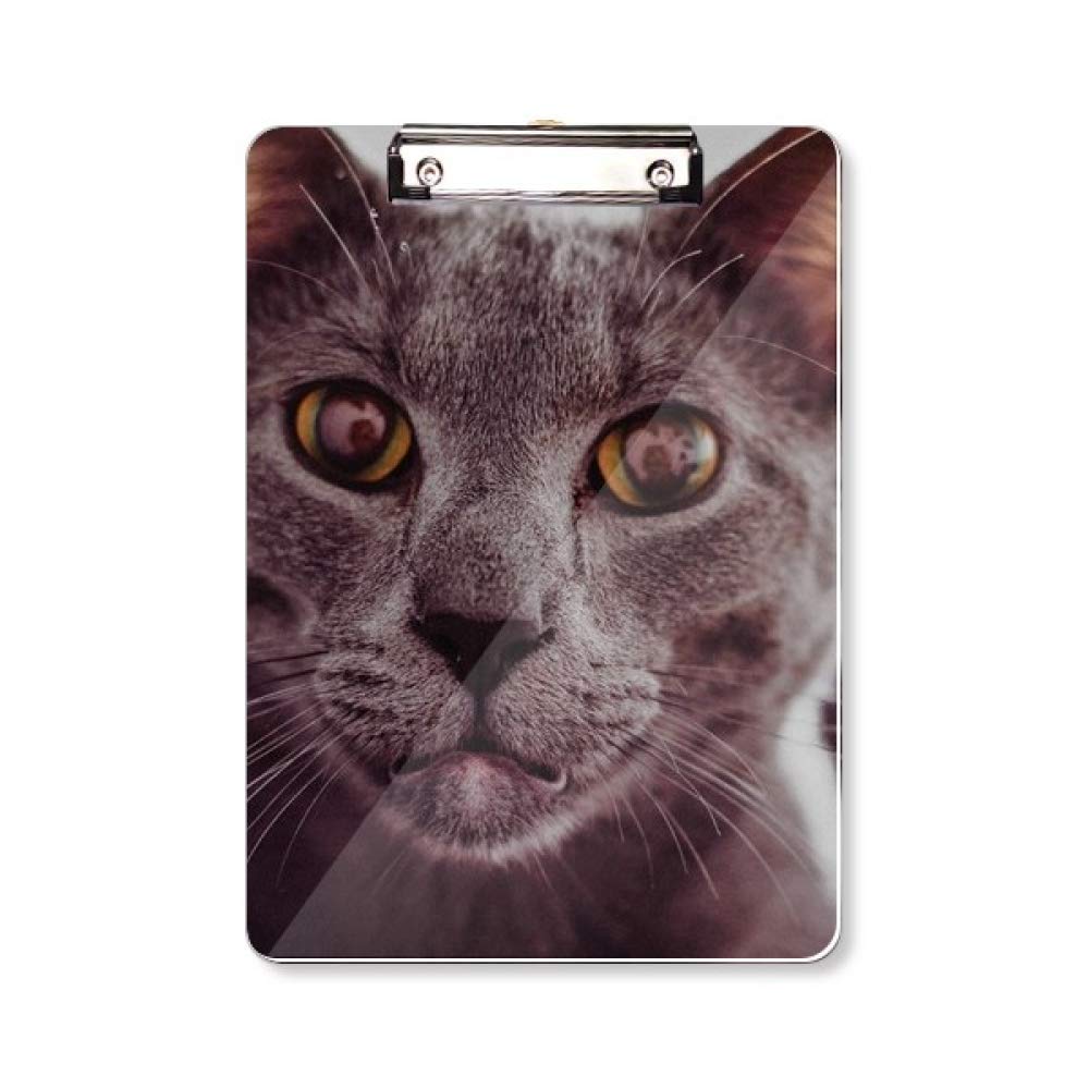 Bloc-notes A4 chat photographe grand œil gris pour bureaux - 5