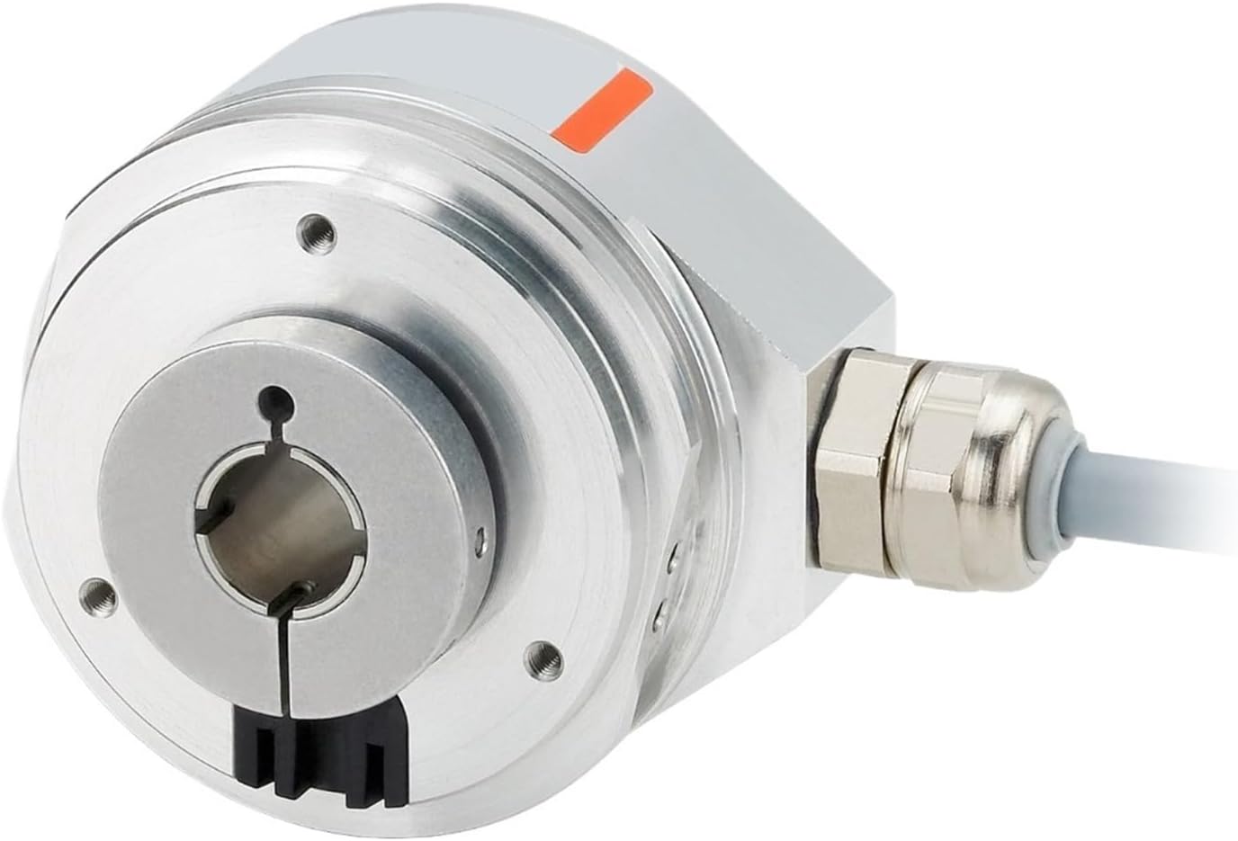 専用❤️速達付き同梱-400円コノフィツム ウィッテベルゲンセ 鉢のまま