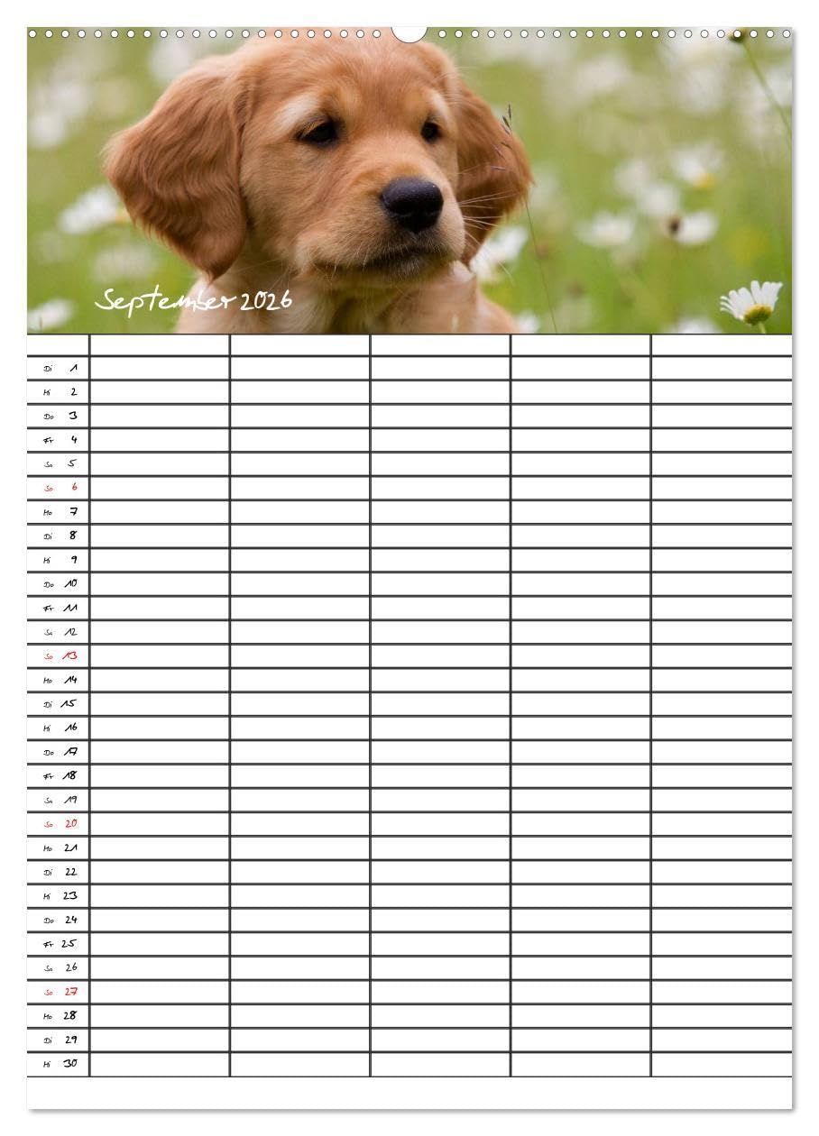Familienplaner: Golden Retriever Welpen (Wandkalender 2026 DIN A2 hoch), CALVENDO Monatskalender: Dieser Familienplaner mit 5 Spalten wird Ihnen jeden ... Lächeln ins Gesicht zaubern. (CALVENDO Tiere)