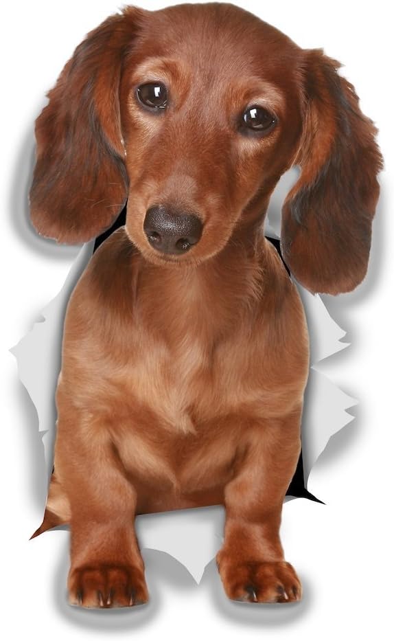 Winston & Bear 3D Dog Stickers - 2 Pack - Black Dachshund Sausage Dog Decals for Wall, Fridge, Toilet and More - Black and Brown Dachshund Decor - Retail Packaged Dachshund Stickers