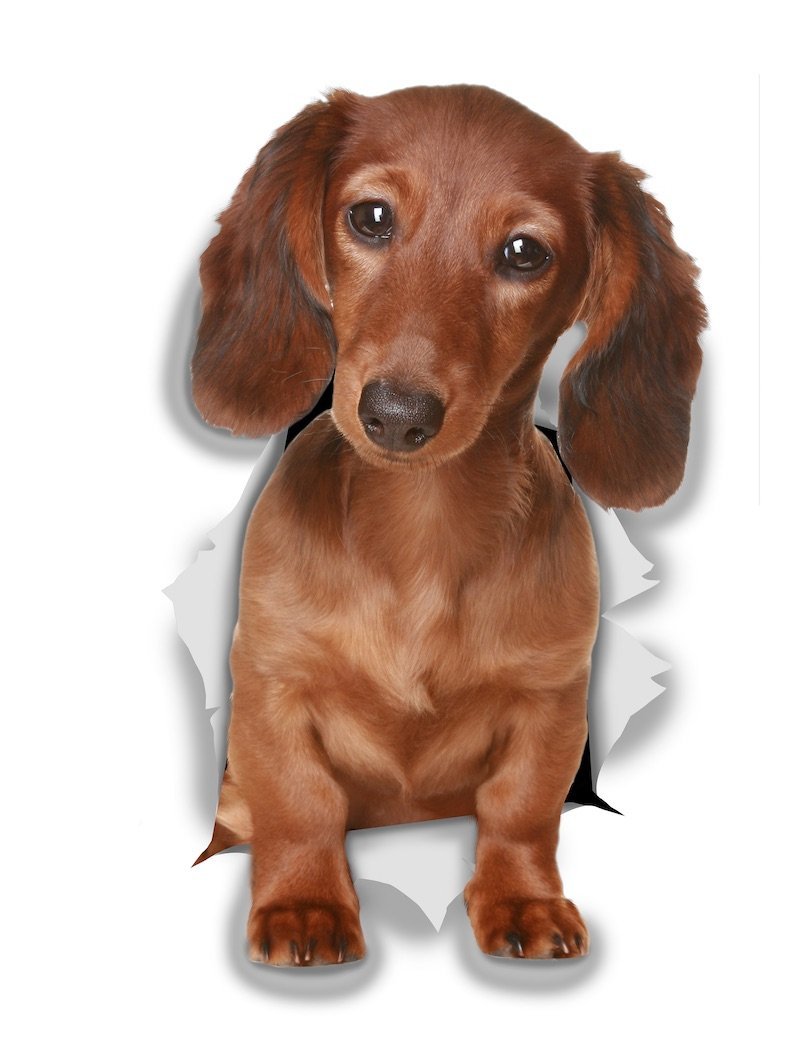 Winston & Bear 3D Dog Stickers - 2 Pack - Long Haired Brown Dachshund for Wall, Fridge, Toilet and More - Doxie 3D Decals - Retail Packaged Sausage