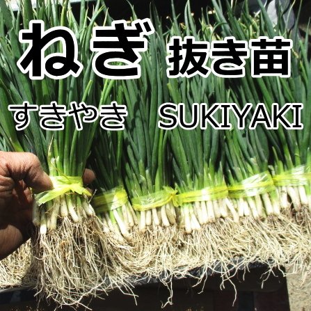Amazon.co.jp: ねぎ SUKIYAKIねぎ 抜き苗 30本 ネギ : DIY・工具・ガーデン