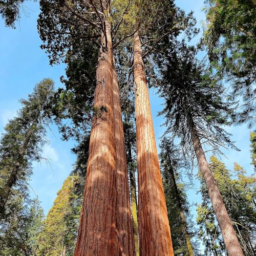 semi di sequoia - all'inverno per il giardino, rare di esotiche, estremamente resistenti 400pcs