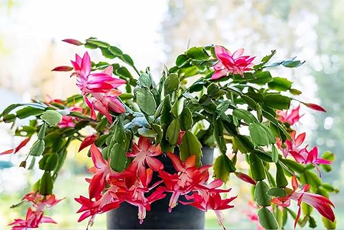 American Plant Exchange Live Christmas Cactus - Thumbnail 3