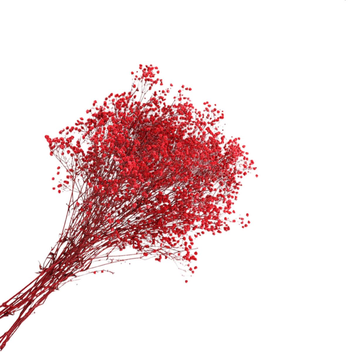 Ramo de gypsophila roja de alta calidad, adorno preservado y duradero para interiores