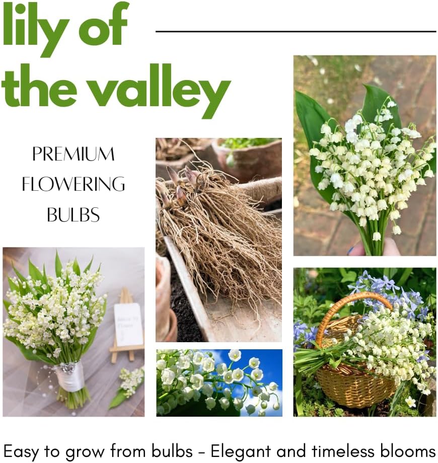 10 Large Lily of The Valley Roots for Planting, Perennial Sweet Fragrant White Flower, Zones 2 to 9, Cold Hardy