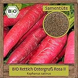 rettich kochen Aussaat, Anbau und Anzucht der Bio Saat (wahlweise): Garten, Gewächshaus, Balkon, Gemüsegarten