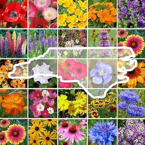 Eden Brothers North Carolina Wildflower Mixed Seeds for Planting, 1/4 lb, 120,000+ Seeds with Cornflower, African Daisy | Attracts Pollinators, Plant in Spring or Fall, Zones 3, 4, 5, 6, 7, 8, 9, 10 Cover