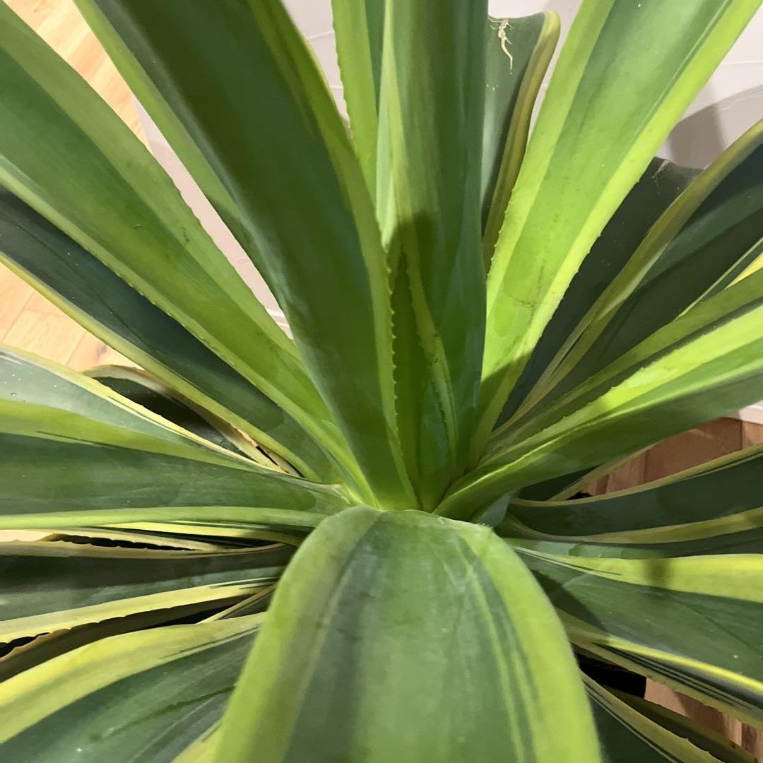 アガベ Agave 抜き苗　ベネズエラ　特大サイズ　直径1m超え Amazon.co.jp: アガベ Agave 抜き苗 ベネズエラ 特大サイズ 直径