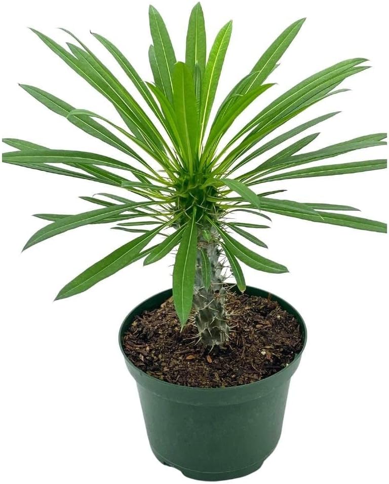 BubbleBlooms Madagascar Palm Pachypodium Lamerei 6 inch