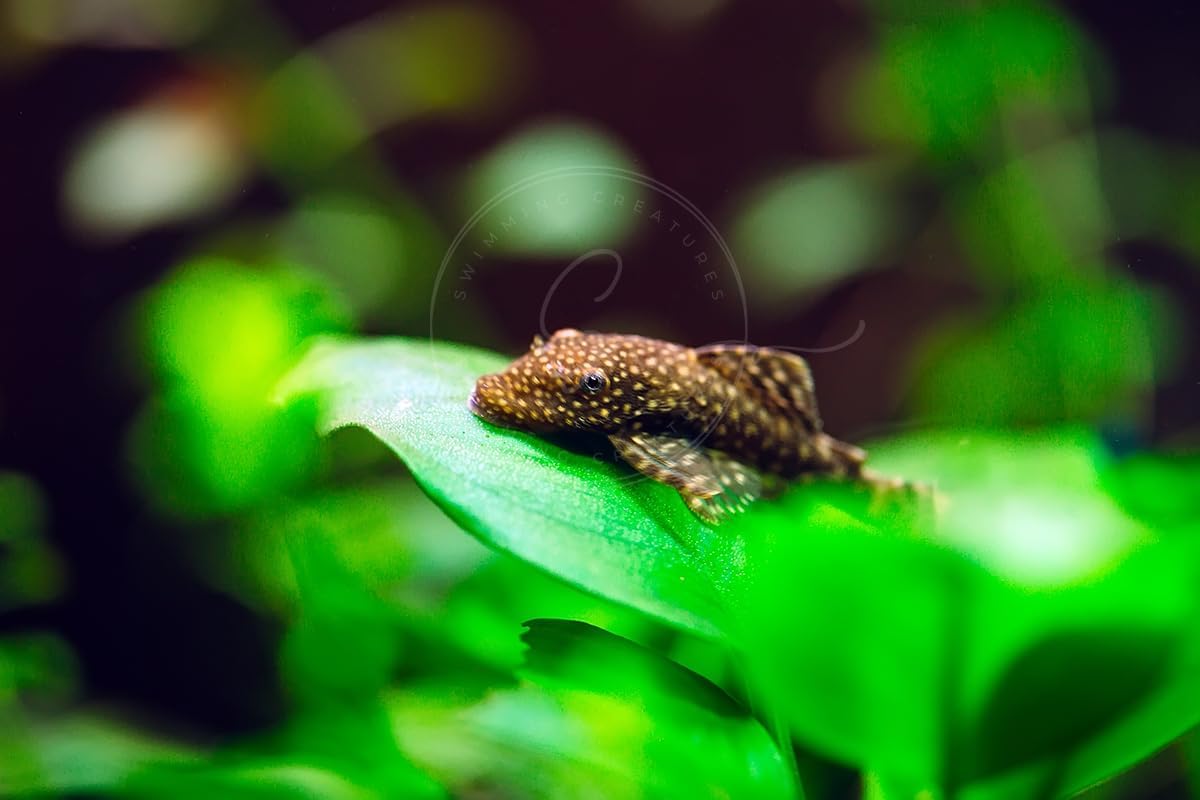 Swimming Creatures 1 Snowflake Pleco Shortfin (3cm+) & 1 Albino Albino Pleco Shortfin (3cm+) Freshwater Aquarium Fish Live Arrival Guarantee (Pack of 2 Fish)