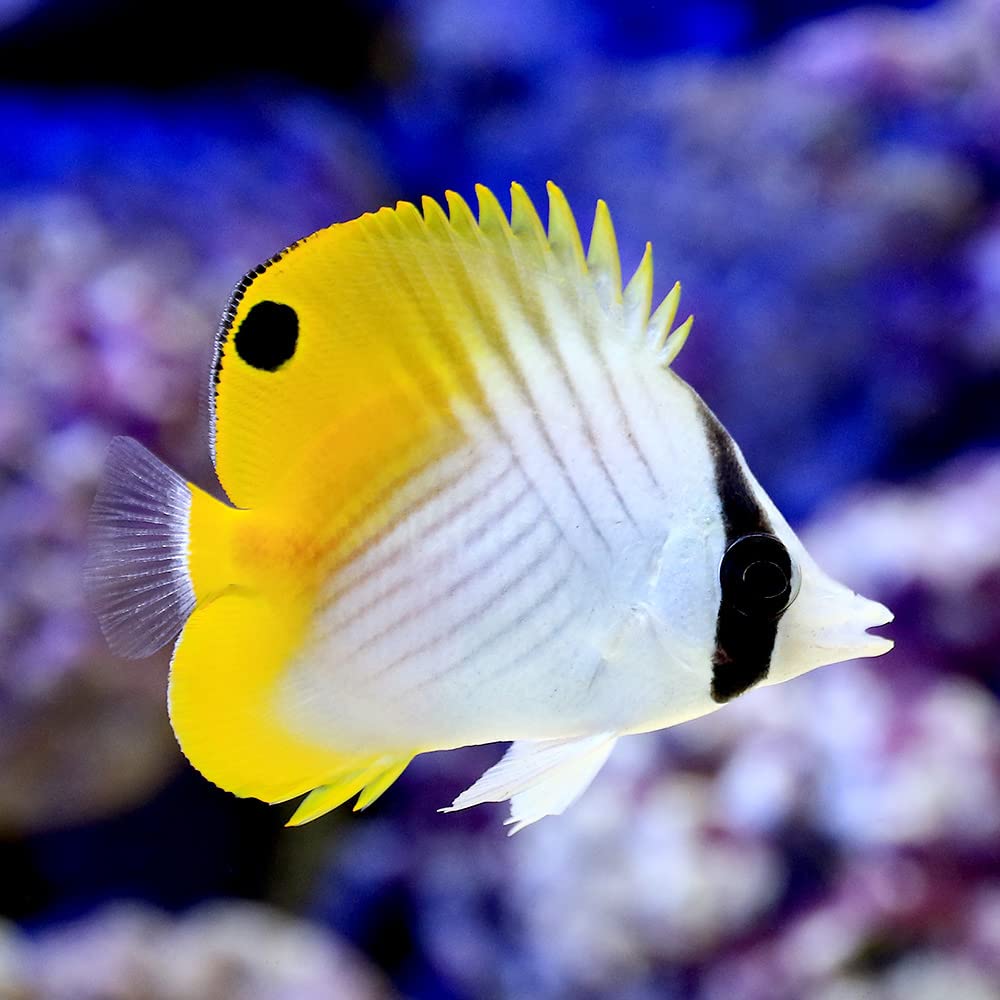 Amazon | （海水魚）沖縄産 トゲチョウチョウウオ Sサイズ（1匹