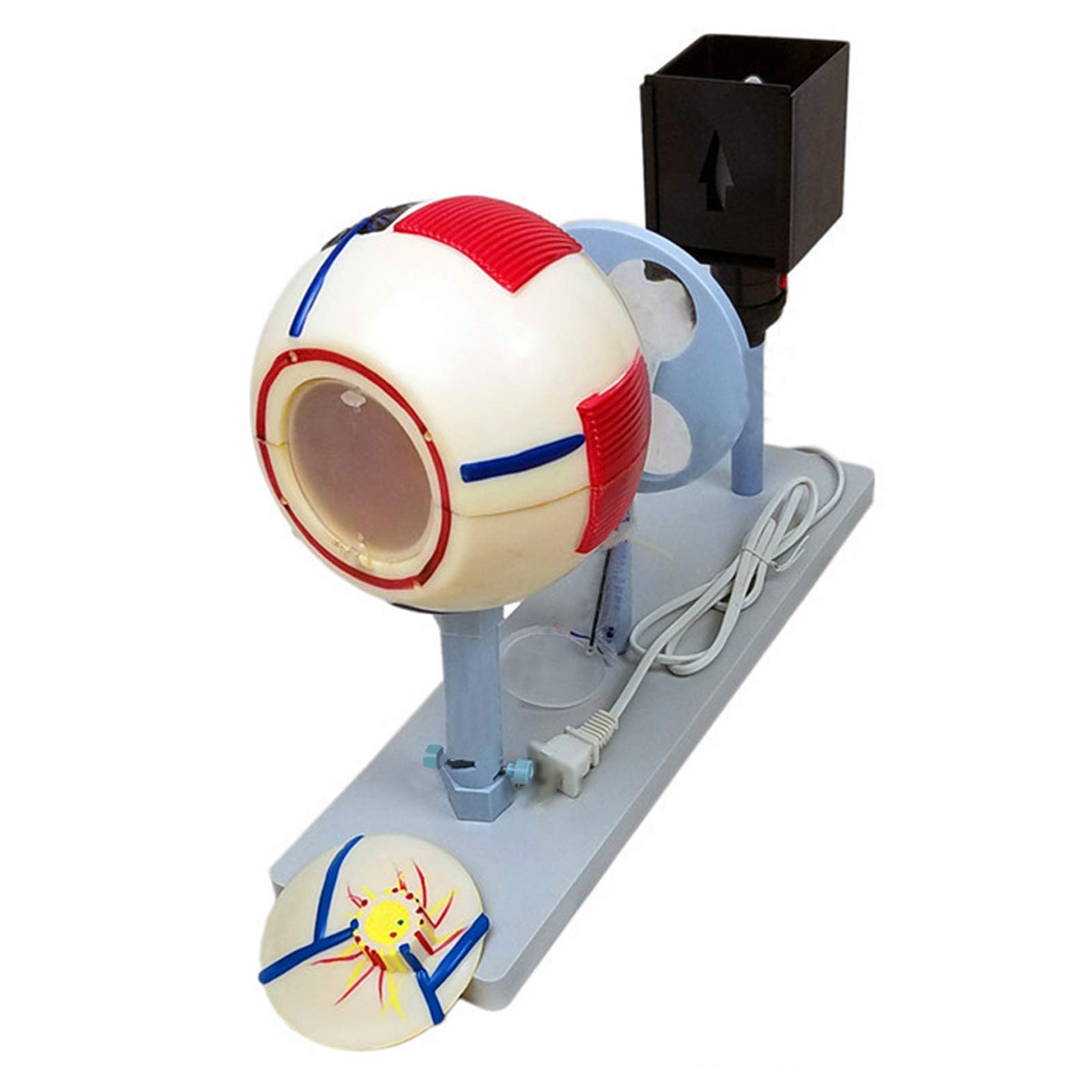 Buy KEZaiZHe Anatomy Education Model 11 PVC Human Eye Ball Anatomical