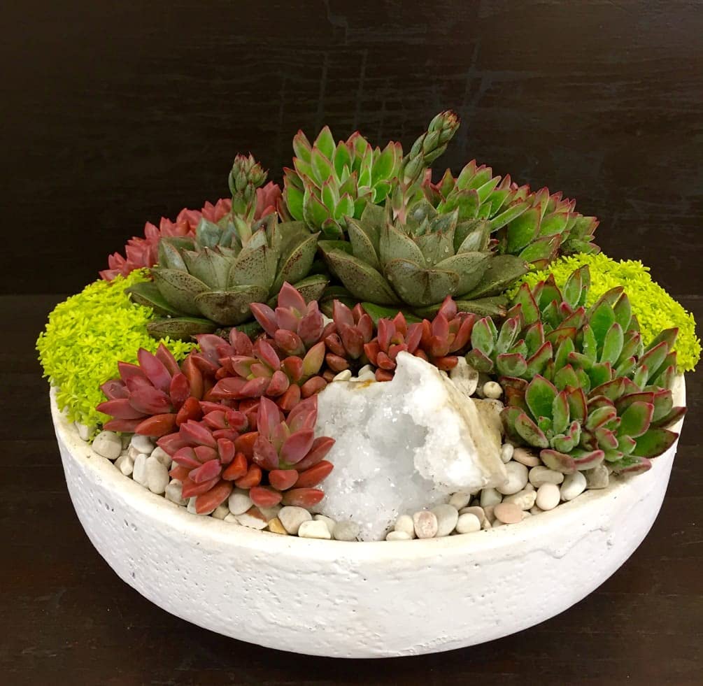 E Garden Air Purifying Succulent Mix 50 Seeds Pack for Indian Climate Conditions. Grow All Seasons/All India (B09CHGQZ5R) Amazon Price History, Amazon Price Tracker