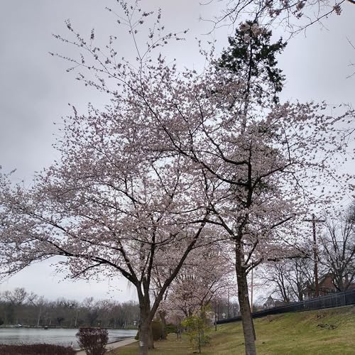 #TDBSAfterhours "Ms Helen's Stephy's Sex Opera Drama Shade" Podcast Por  arte de portada