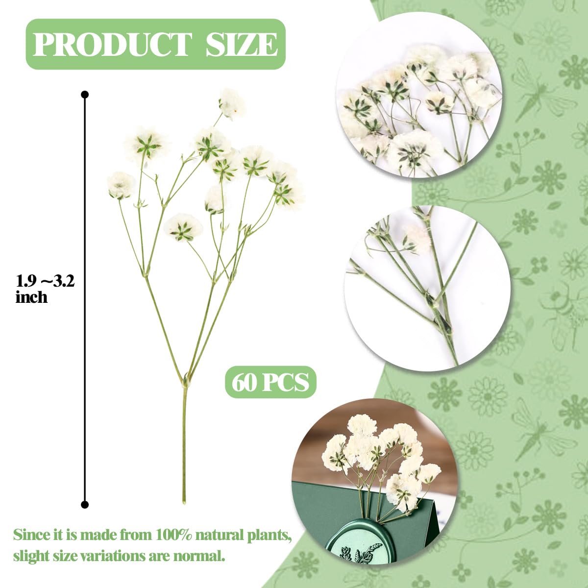 60 Fiori Secchi Pressati Stabilizzati Decorativi Gypsophila Bianca Natura e Mini Fiorellini per Bomboniere, Fiori Secchi per Bomboniere, Resina, Artigianato e Decorazioni Feste a Casa
