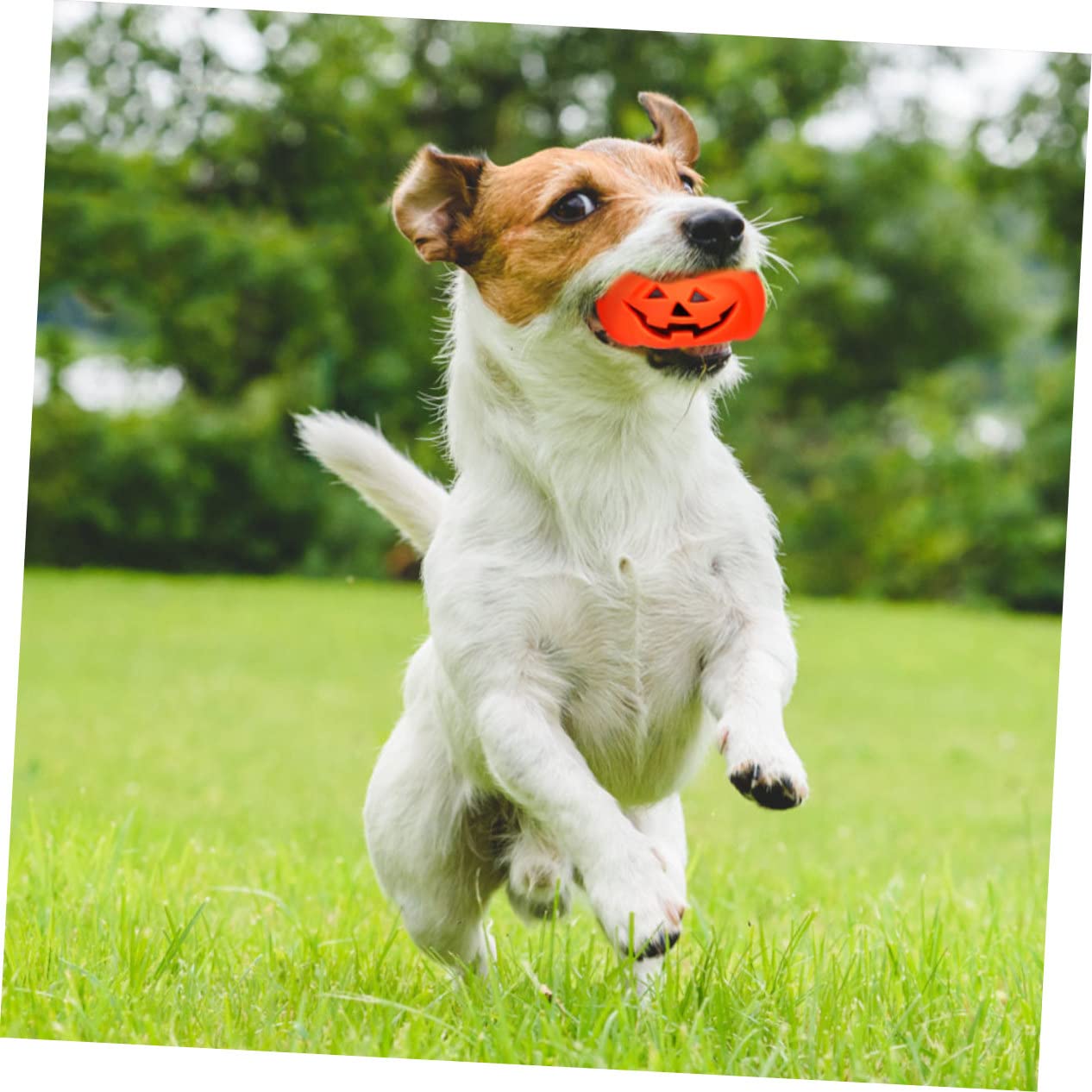 WOONEKY 12stücke Halloween Kürbis Quietschspielzeug Für Kleine Hunde Langlebige Interaktive Spielzeuge Zahnpflege Und Möbel Schutz Für Haustiere Halloween-