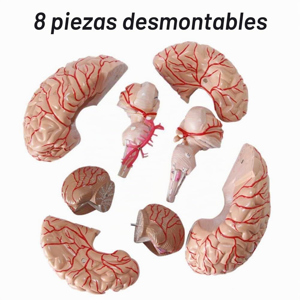 KCVC Maqueta del Cerebro 1:1 Modelo Anatomico Cerebro con 9 Piezas Desmontables y Base y 41 Identificación de Ubicación Maqueta de Anatomía Cerebro Humano